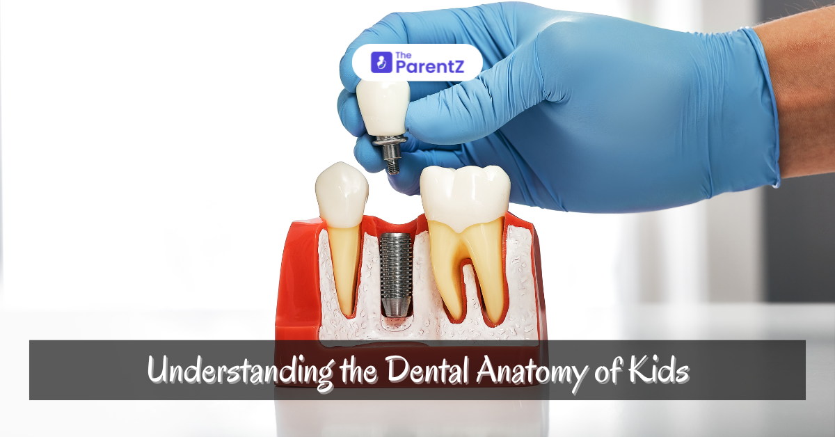 Understanding the Dental Anatomy of Kids