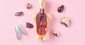 Build a 'Body Map': A DIY Project to Learn About Organs With Kids