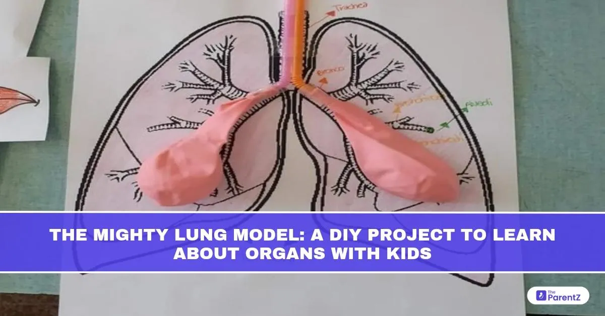 The Mighty Lung Model: A DIY Project To Learn About Organs With Kids