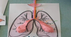 The Mighty Lung Model: A DIY Project To Learn About Organs With Kids