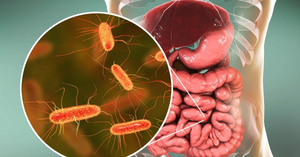 Your Gut is Your Second Brain: How the Microbiome Dictates Your Mood and Health