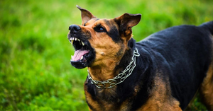 The Unseen Threat: Protecting Your Child from Rabies and Other Risks from Stray Dogs