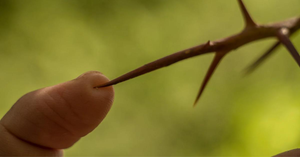 Thorn Pricks in Children: First Aid and When to Worry
