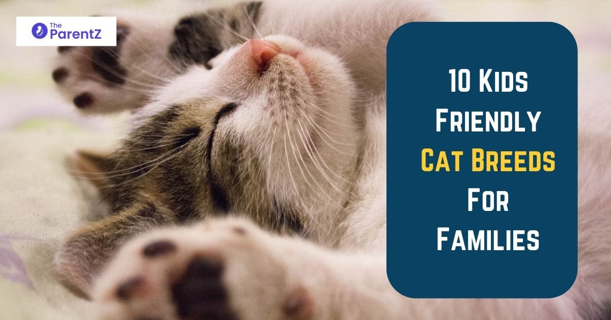 10 Kids Friendly Cat Breeds For Families