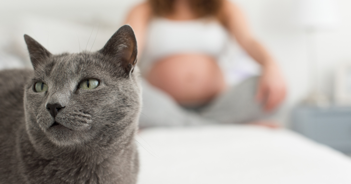 Toxoplasmosis in pregnancy