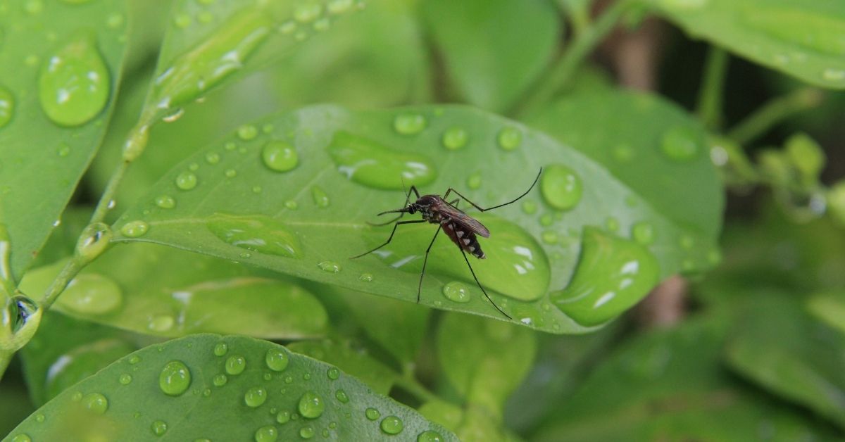 Protecting your child from Dengue